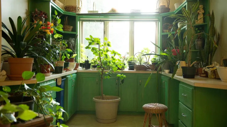 A room with green cabinets, bright windows, and lots of potted plants