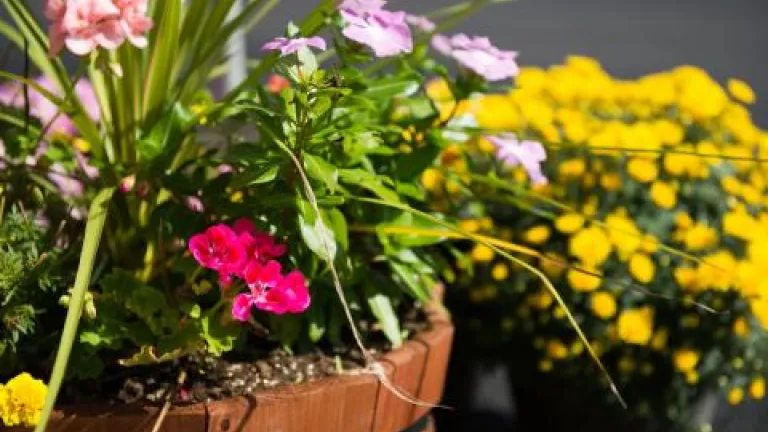 A planter with pink flowers