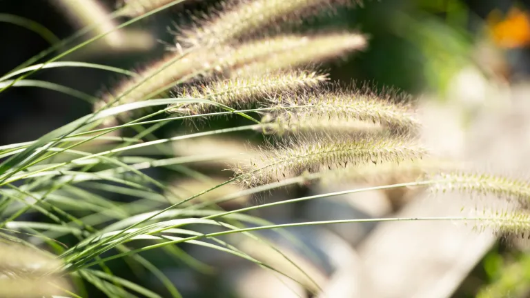 A close up of fuzzy grasses in the landscaping at Kingsway
