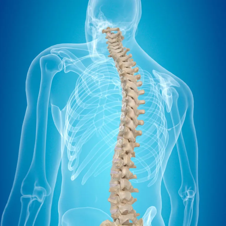 Graphic of spine with blue background