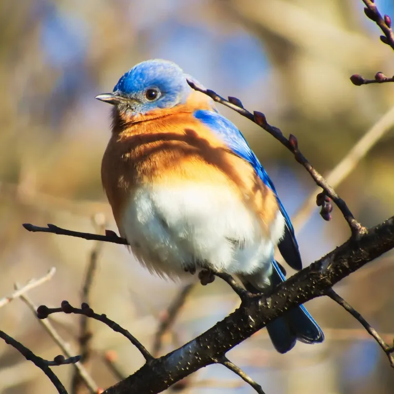 Eastern Bluebird on a branch on a sunny day